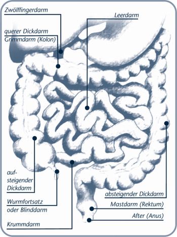 Anatomie und Funktion