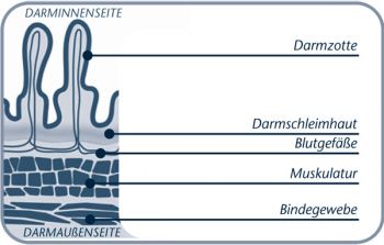 Querschnitt durch die gesunde Darmwand: